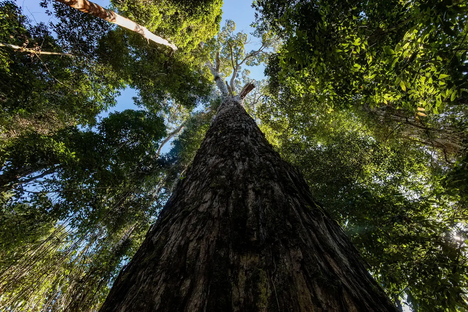 Encontro da floresta amazônica com a canga ferruginosa