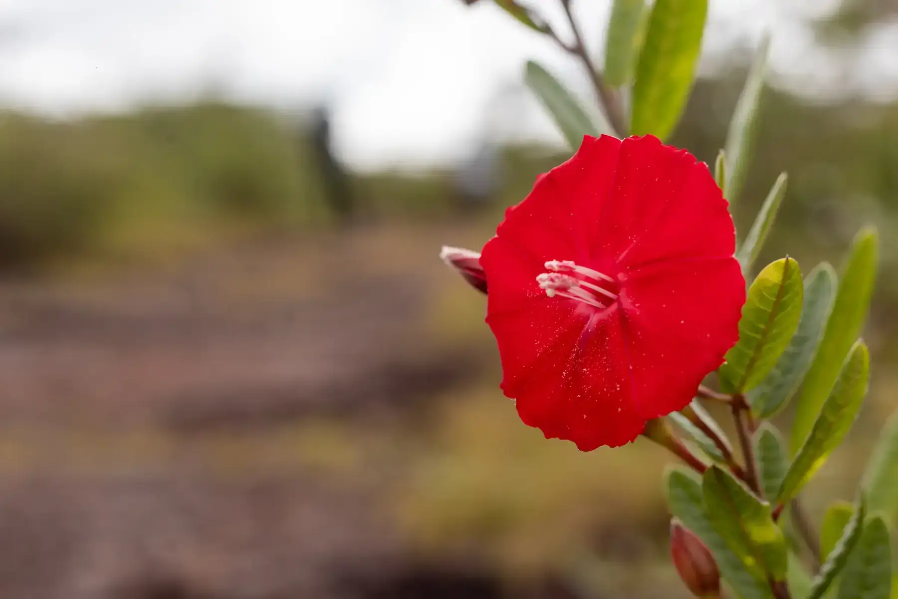 Flor de Carajás, Ipomoea cavalcantei, sobre a canga ferruginosa