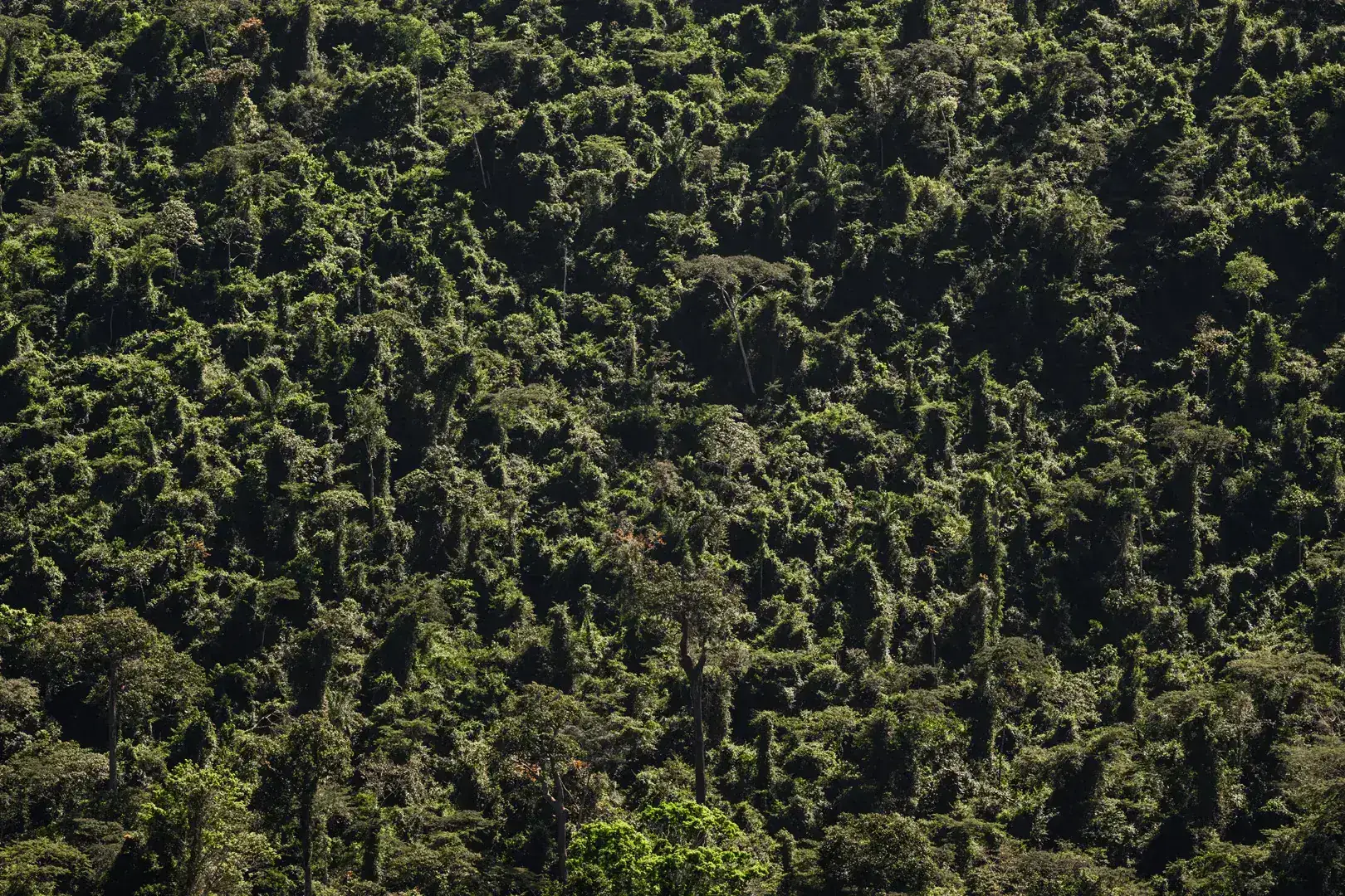 Floresta Nacional de Carajás vista do alto